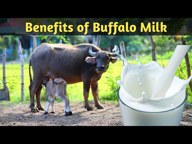 Benefits of buffalo milk Benefits of buffalo milk