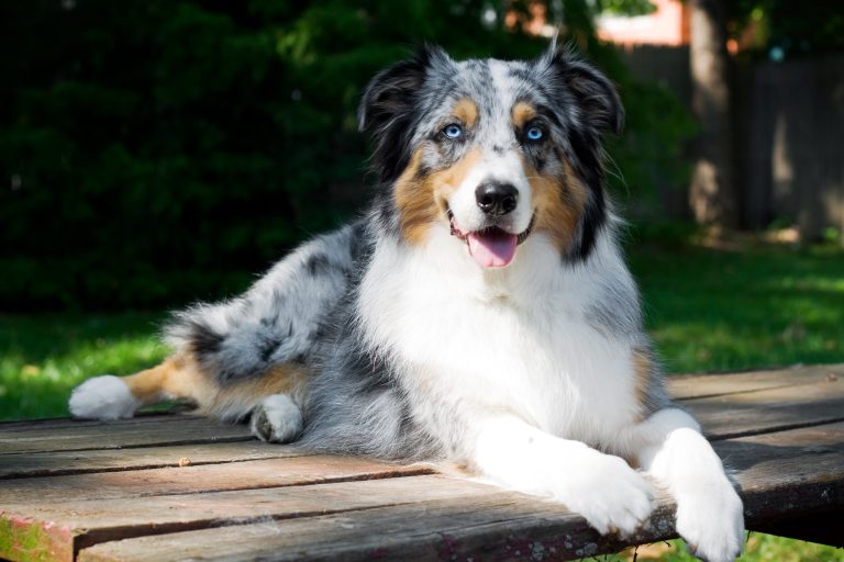 What are the characteristics of Australian Shepherds Are they suitable as family pets